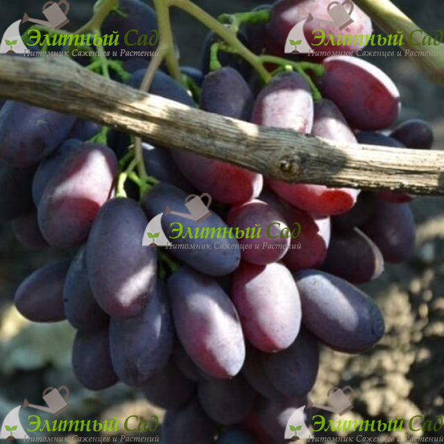 Виноград Каталония