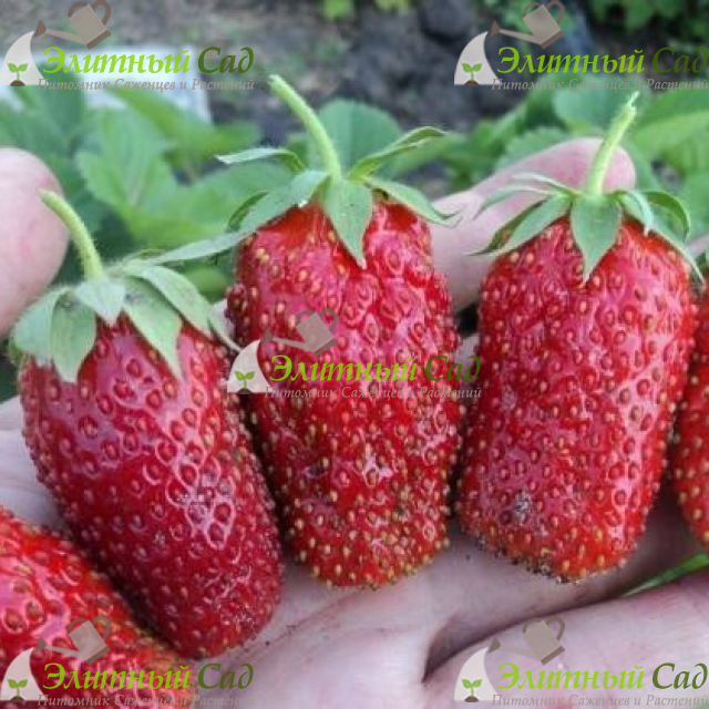 Клубника Дивная