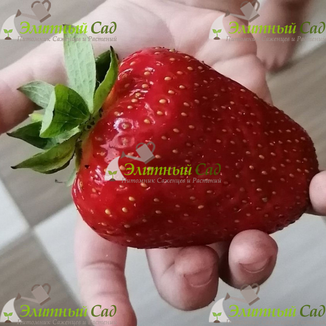 Клубника Квики